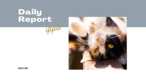 sophila/通所66日目/千葉県柏市の IT・Web・デザイン 就労支援ippo